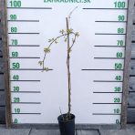 Pavinič päťlistý (Parthenocissus Quinquefolia) ´ENGELMANNI´ - výška 80-100 cm, kont. C2L